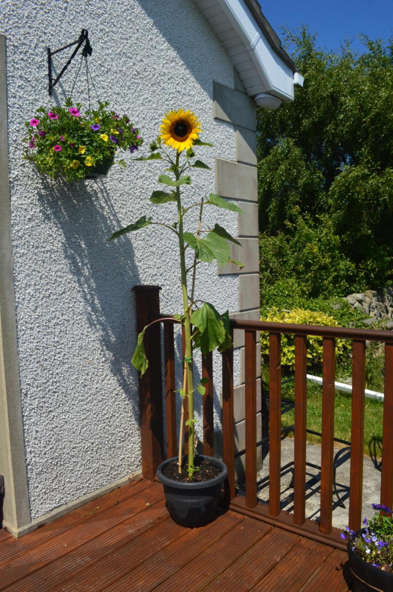 أنالونغ Carrick Cove Self Contained Accomodation With Private Decking المظهر الخارجي الصورة